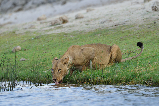 Lioness drinking in Chobe river