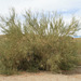 Palo verde