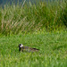 Lapwing on a nest