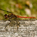 DragonflyIMG 6598