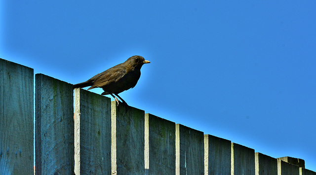 Blackbird On A Fence