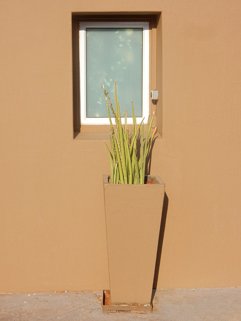 window, planter
