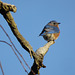 Bluebird on dead pine tree