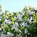 The white lilac in my top garden