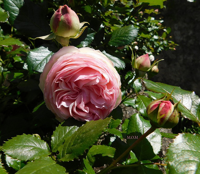 Roses de Ronsard*****************