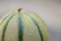Melon Fuji 90mm 1