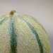 Melon Fuji 90mm 1