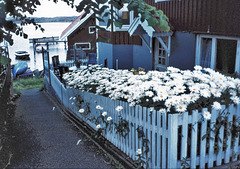 Zaun mit Blumen Norwegen