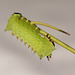 Chinese Moon Moth (Actias sinensis) caterpillar, fourth instar