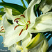 White Oriental Santander Lily-001
