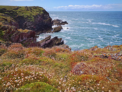 Wild Flowers along the Cliffs