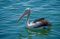 Pelican at sea