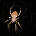 SpiderIMG_3062