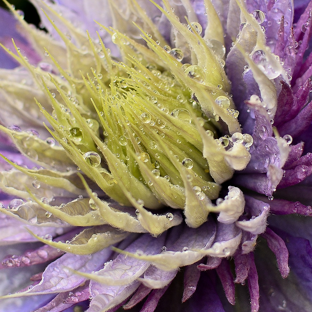 Clematis after the rain