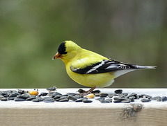 Day 10, American Goldfinch male, Tadoussac