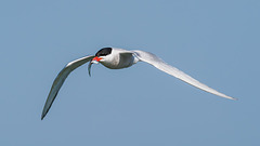 Common Tern in flightg