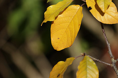 Alder Buckthorn (Frangula alnus) autumn leaves