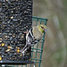 Goldfinch with Sunflower Seed