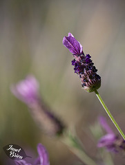 180/366: Lovely Lavender