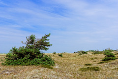 Dünen im Nationalpark Vorpommersche Boddenlandschaft (© Buelipix)