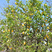 Lemon Tree with the Harvest of Lemons