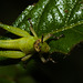 GrasshopperIMG_3059