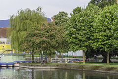 Rot- und weißblühende Kastanien am Lindauer Ufer