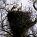 Trunk, branches, twigs and 2 Storks on their nest...