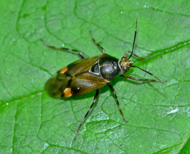 Plant Bug. Miridae