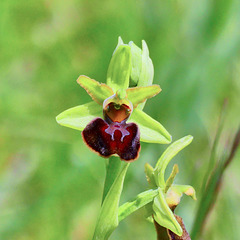 P1370624- Ophrys de la Passion (Ophrys passionis) - Hauts de Chalabre.  04 mai 2021