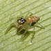 IMG 7173 Jumping Spider