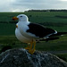 Pacific gulls at Petrel Cove