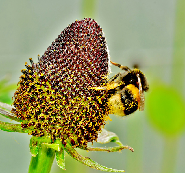 Bee on a Cone Flower
