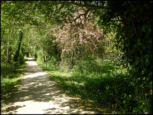 Thames Path in spring