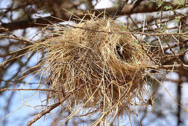 Weaver nest