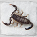 Skorpion. ©UdoSm