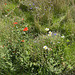 Poppies, ox-eye daisy, cornflower on waste ground at the Black Country Museum
