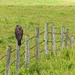 Swainson's Hawk on an early morning hunt