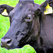 Cow Profile.