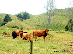 Herd In The Hills.