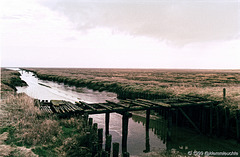 Salzwiesen beim Leuchtturm Westerhever (1999)