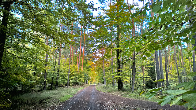 Wald - Hanau