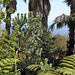 Funchal - Der "Jardim Tropical Monte Palace" (13)