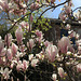 magnolie 3549