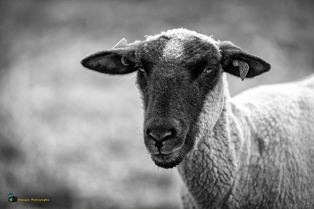Ein tadelloses Mitglied einer Schafherde