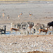 Namibia, Etosha National Park, Animals at the Watering Hole in the Morning