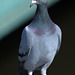 EOS 6D Peter Harriman 10 13 23 38081 pigeon dpp