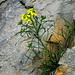 Flower in a stone