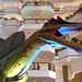 DSCN2742 - Spinosaurus aegyptiacus, Theropoda