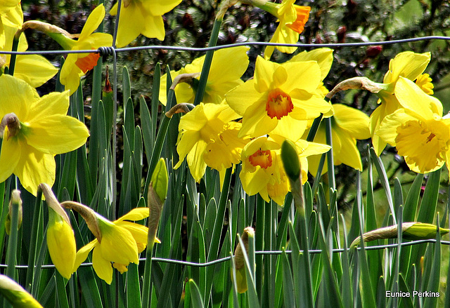 Yellow Spring Beauties.